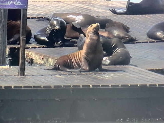 Chonkers spotted 2026-09-09 · 12:25 PT