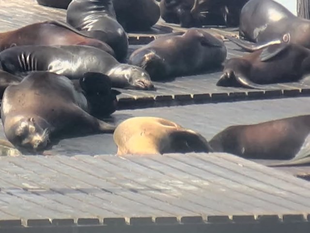 Last sighting screenshot from Pier 39 K-Dock